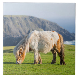 Shetland Pony på betesmark nära höga klippor Kakelplatta