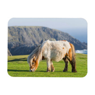 Shetland Pony på betesmark nära höga klippor Magnet