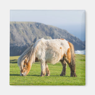 Shetland Pony på betesmark nära höga klippor Magnet
