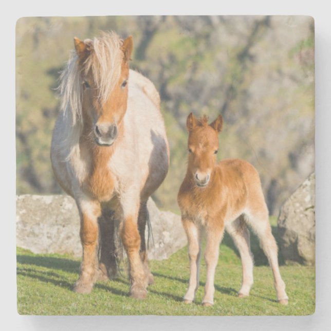 Shetland Pony på betesmark nära höga klippor, Mare Stenunderlägg (Framsidan)