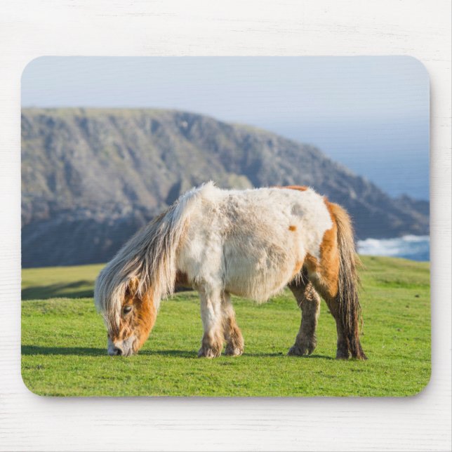 Shetland Pony på betesmark nära höga klippor Musmatta (Framsidan)