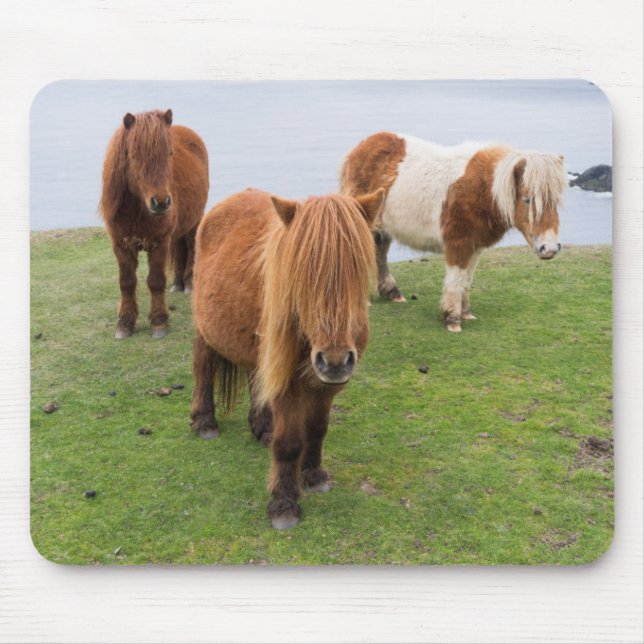 Shetland Pony på betesmark nära höga klippor Musmatta (Framsidan)