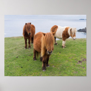 Shetland Pony på betesmark nära höga klippor Poster
