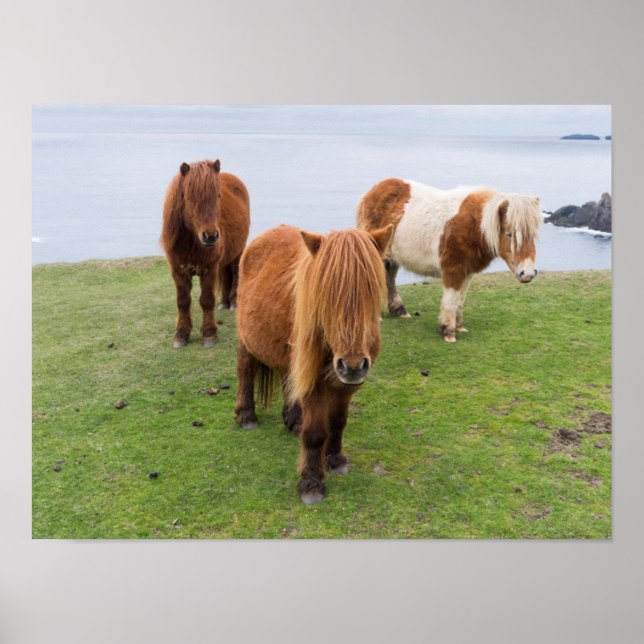 Shetland Pony på betesmark nära höga klippor Poster (Framsidan)