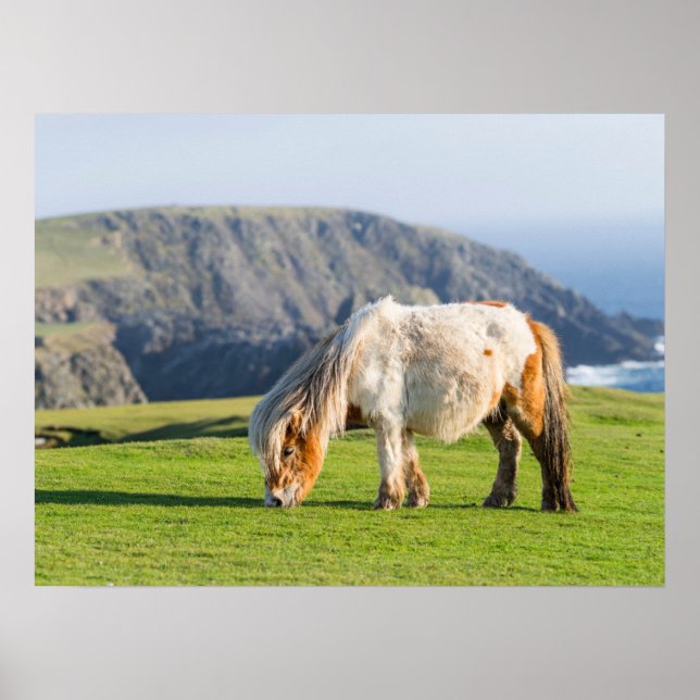 Shetland Pony på betesmark nära höga klippor Poster (Framsidan)
