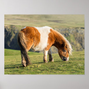 Shetland Pony på betesmark nära höga klippor Poster