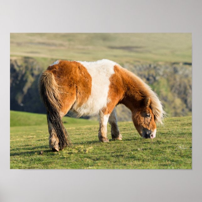 Shetland Pony på betesmark nära höga klippor Poster (Framsidan)