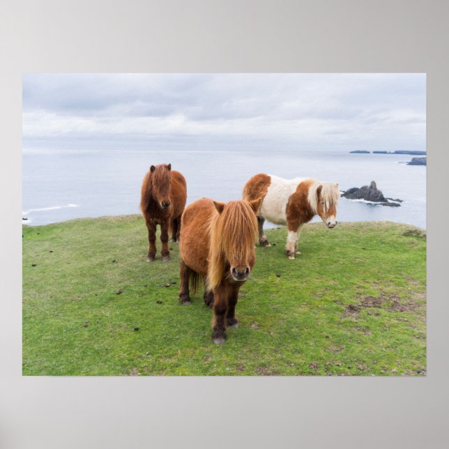 Shetland Pony på betesmark nära höga klippor Poster (Framsidan)