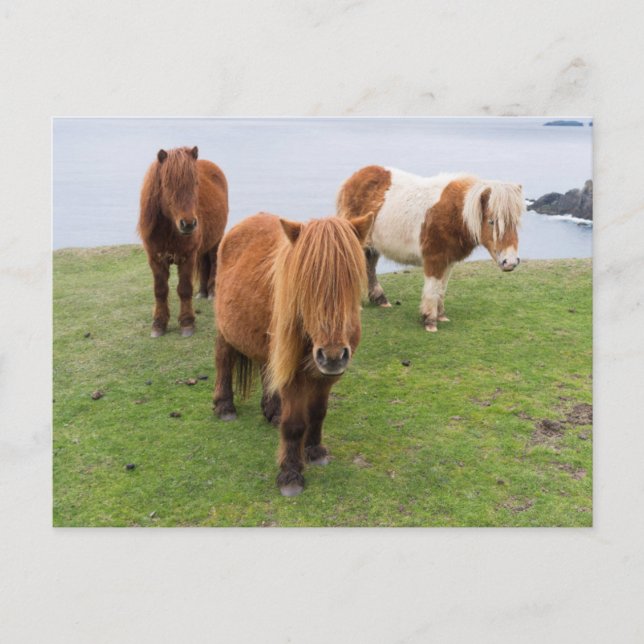 Shetland Pony på betesmark nära höga klippor Vykort (Framsida)