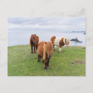 Shetland Pony på betesmark nära höga klippor Vykort