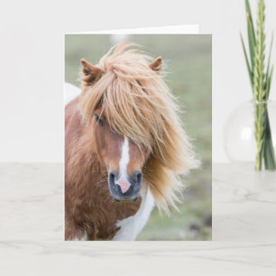 Shetland Pony på ön Unst Kort
