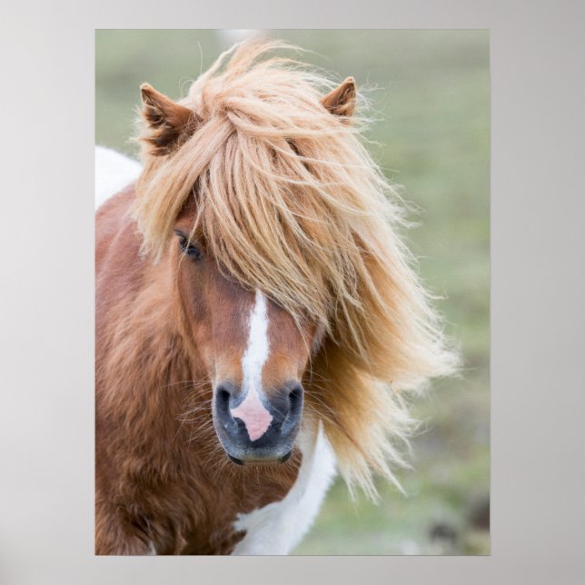 Shetland Pony på ön Unst Poster (Framsidan)