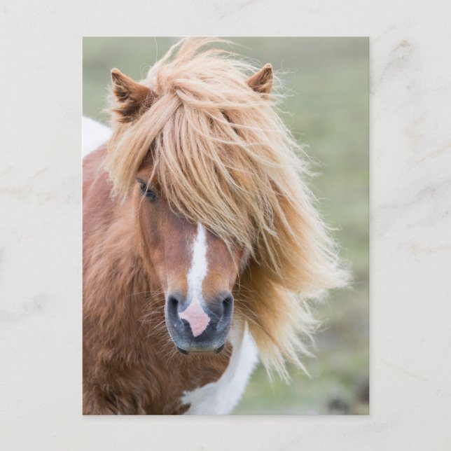 Shetland Pony på ön Unst Vykort (Framsida)