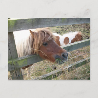 Shetland Pony Postcard (5019) Vykort