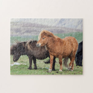 Shetland Pony, Shetland Islands, Skottland 2 Pussel
