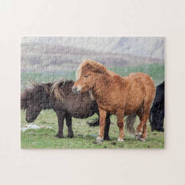 Shetland Pony, Shetland Islands, Skottland 2 Pussel (Horisontell)