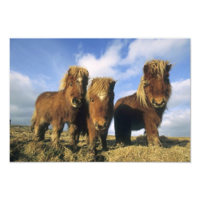 Shetland Pony, Shetlandsöarna på fastlandet Fototryck (Framsidan)