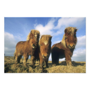 Shetland Pony, Shetlandsöarna på fastlandet Fototryck