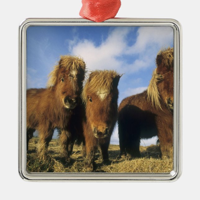 Shetland Pony, Shetlandsöarna på fastlandet Julgransprydnad Metall (Framsidan)