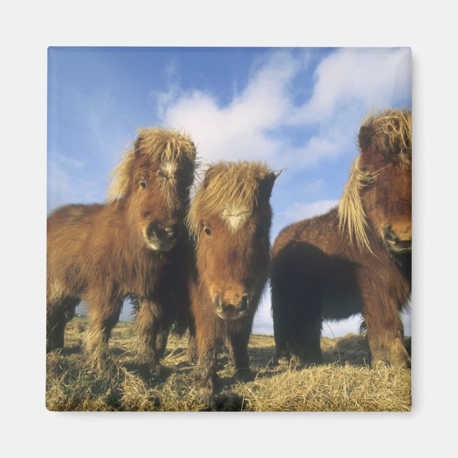 Shetland Pony, Shetlandsöarna på fastlandet Magnet (Framsidan)