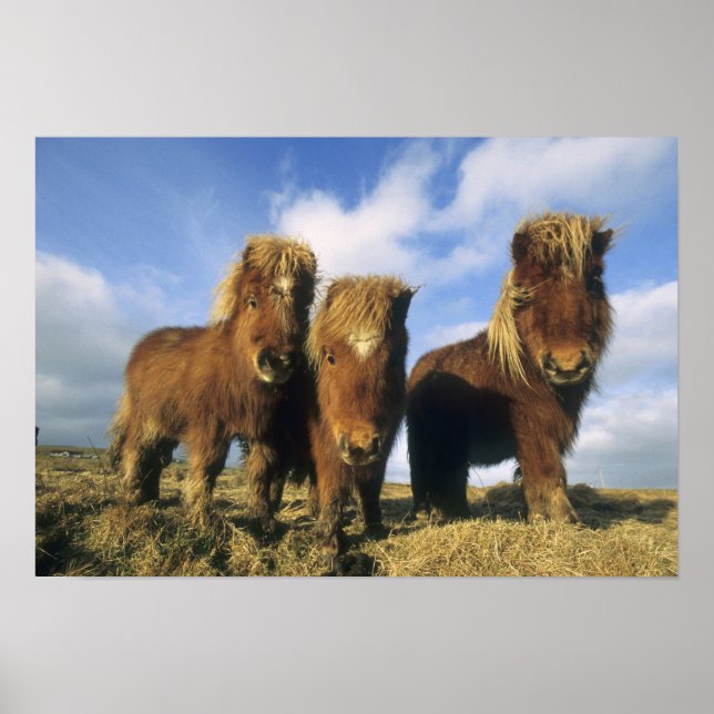 Shetland Pony, Shetlandsöarna på fastlandet Poster (Framsidan)