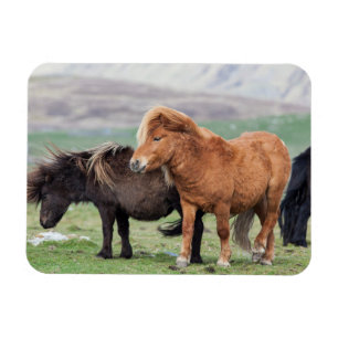 Shetland Pony, Shetlandsöarna, Skottland 2 Magnet