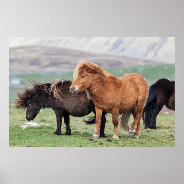 Shetland Pony, Shetlandsöarna, Skottland 2 Poster (Framsidan)