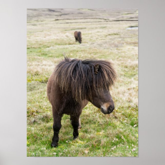 Shetland Pony, Shetlandsöarna, Skottland 3 Poster (Framsidan)