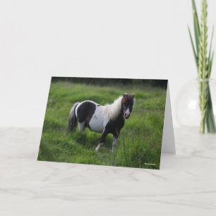 Shetland Pony Stallion står i Grass Kort