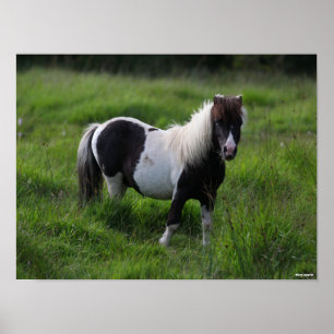 Shetland Pony Stallion står i Grass Poster