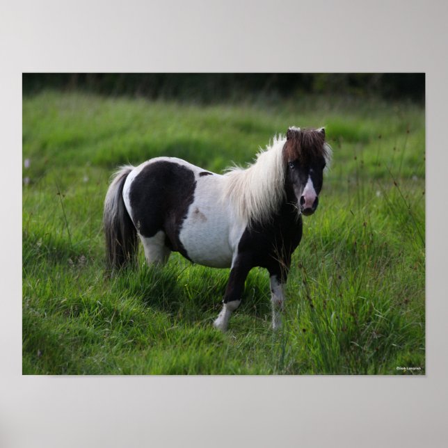 Shetland Pony Stallion står i Grass Poster (Framsidan)