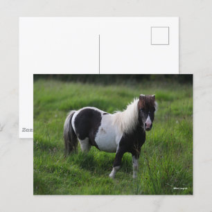 Shetland Pony Stallion står i Grass Vykort