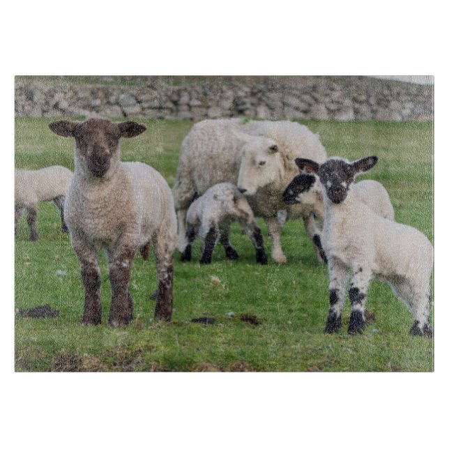 Shetland Sheep (Framsidan)