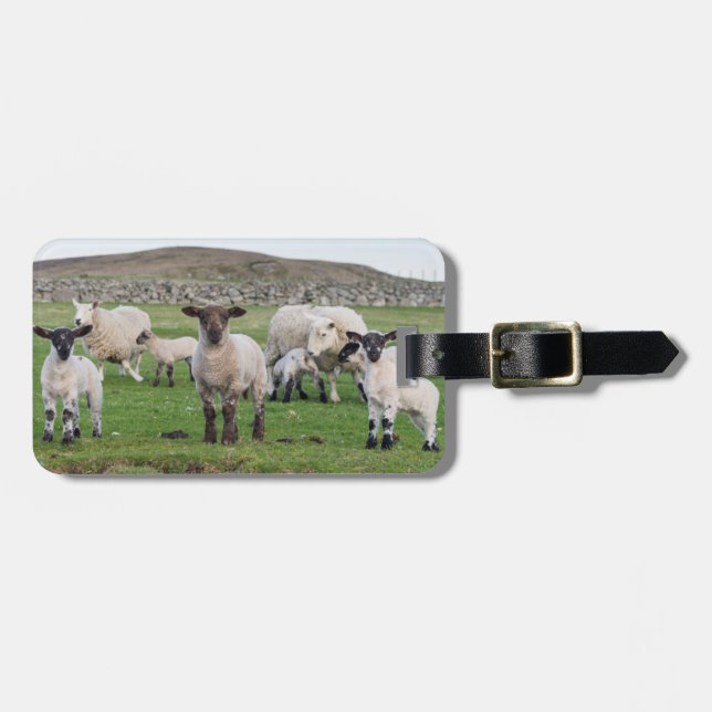 Shetland Sheep Bagagebricka (Horisontell Framsida)