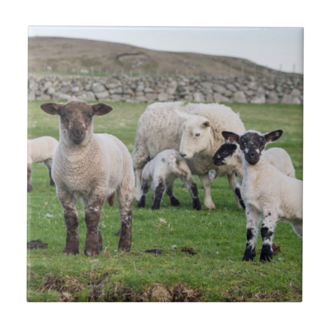 Shetland Sheep Kakelplatta (Framsidan)