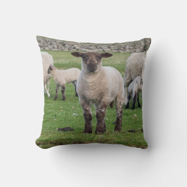 Shetland Sheep Kudde (Framsida)