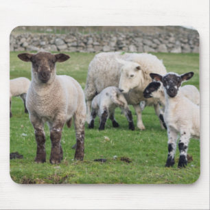 Shetland Sheep Musmatta