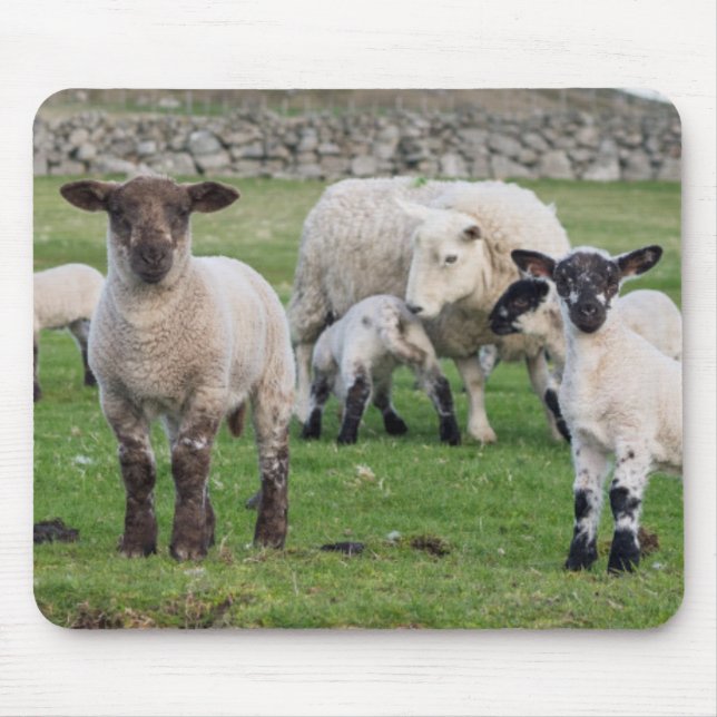 Shetland Sheep Musmatta (Framsidan)