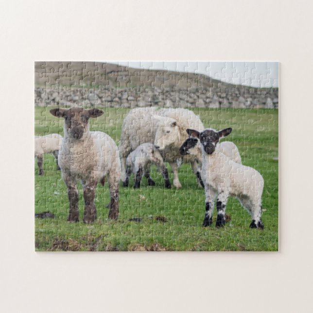 Shetland Sheep Pussel (Horisontell)