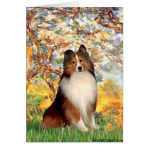 Shetland Sheepdog 1-Vår Hälsningskort