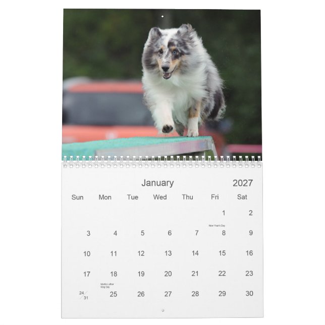 Shetland Sheepdog Agilitet Calendar Kalender (Jan 2027)