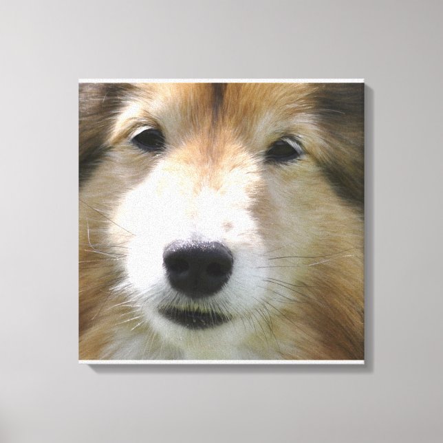 Shetland Sheepdog Ansikte Canvastryck (Framsida)