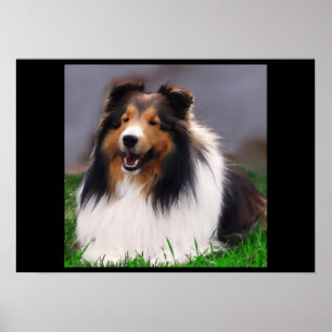 Shetland Sheepdog Art Skriv ut Poster