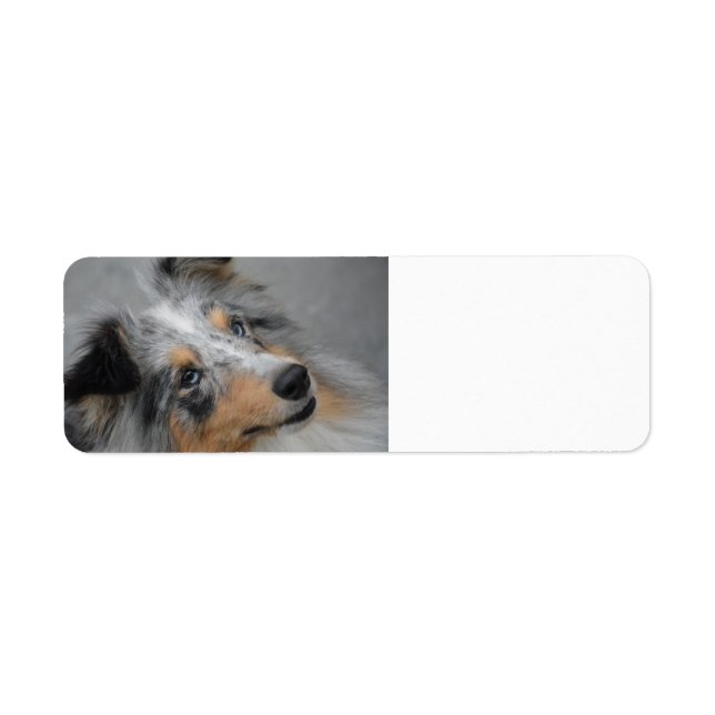 Shetland Sheepdog Blå Tri Returadress Etikett (Framsidan)