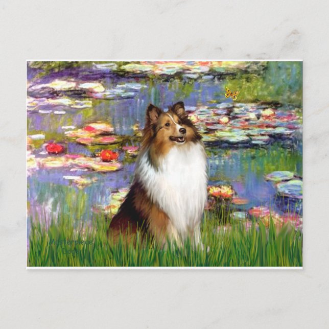 Shetland Sheepdog (Bz) - Lilies 2 Vykort (Framsida)