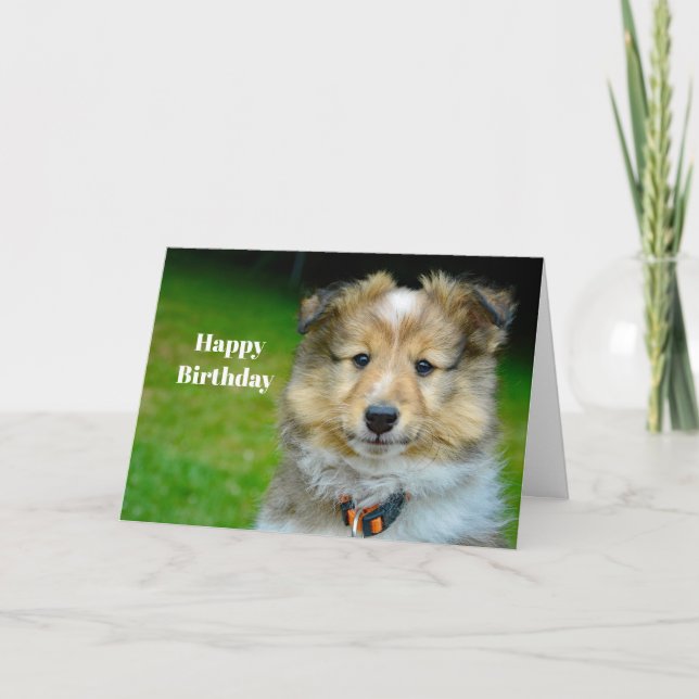 Shetland Sheepdog Cute Photo Bird Kort (Framsida)