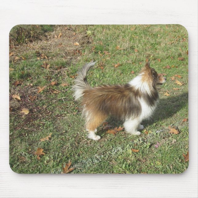 Shetland Sheepdog Full Sekund Musmatta (Framsidan)
