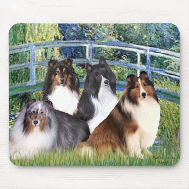 Shetland Sheepdog (fyra) - Bro Musmatta (Framsidan)
