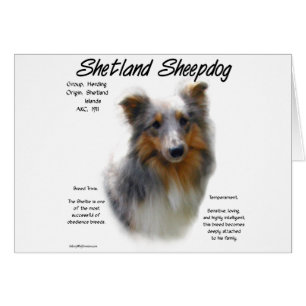 Shetland Sheepdog Historik Hälsningskort