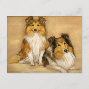 Shetland Sheepdog Hund Art Postcard Vykort